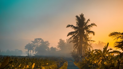 The coconut tree near the banana tree
